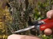Vresovec - strihanie vresovcov - ako strihať vresovec