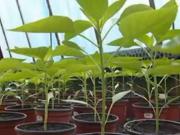 Sadenie paprík - ako správne sadiť papriky