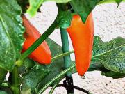 Starostlivosť o papriky v lete - ako sa starať o papriku v lete