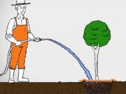 Vysádzanie stromov - ako správne sadiť stromy - sadenie stromov