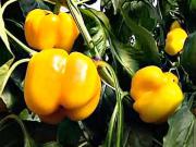 Pestovanie papriky - ako pestovať papriku