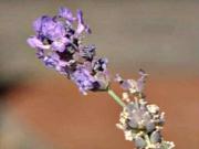 Levandula - pestovanie levandule - ako sadiť,strihať a presádzať levandule