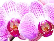 Orchidea - Pestujeme orchidey - ako sa starať o orchideu